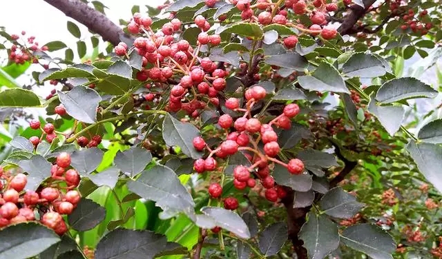 重庆香料批发